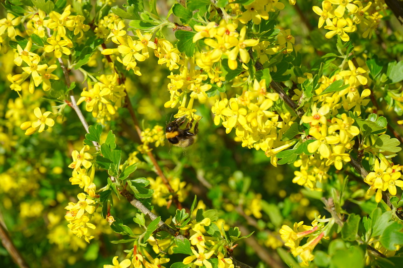 animal themes, animal, plant, branch, flowering plant, beauty in nature, green color, one animal, shrub, ribes, outdoors, invertebrate, bee, nature, bush