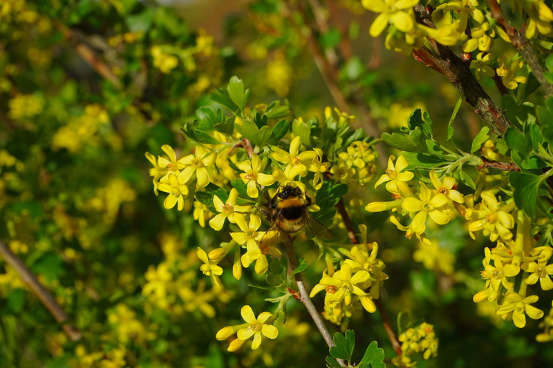 bush, flower head, ribes, shrub, vulnerability, fragility, branch, animals in the wild, close-up, animal wildlife, flowers, yellow, ribes aureum, plant