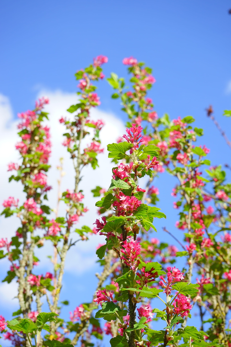 flowering plant, day, flower head, fragility, bloom, freshness, vulnerability, 5K, grossulariaceae, bush, selective focus, pink color, low angle view