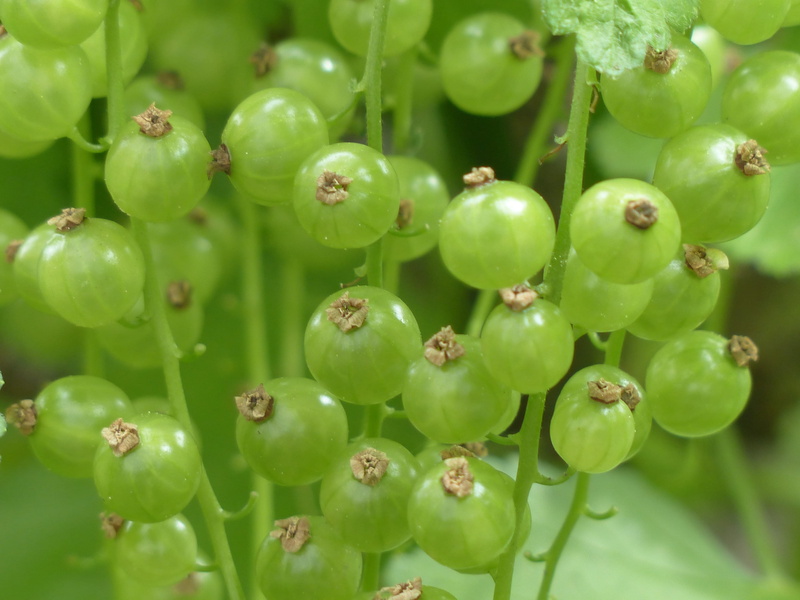 Berries, grossulariaceae, wellbeing, healthy eating, close-up, flower, white currant, growth, garden currant, fruit, backgrounds, bunch, 4K, beauty in nature
