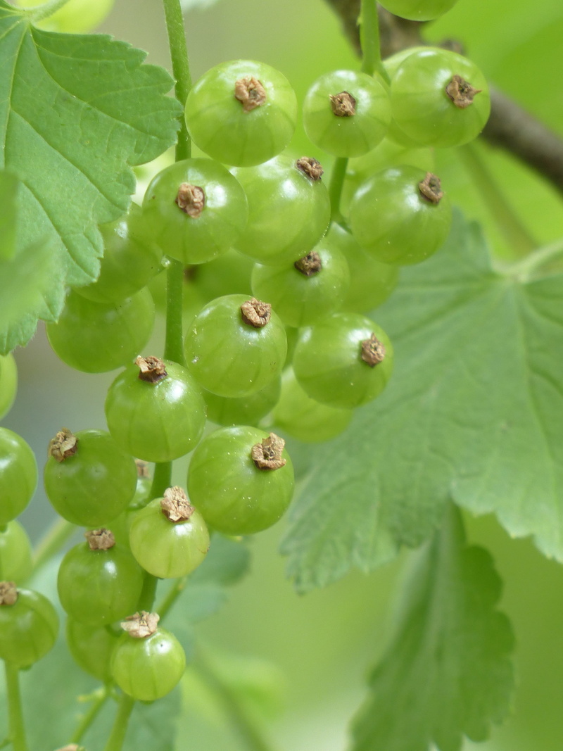 growth, plant, 4K, focus on foreground, garden currant, grossulariaceae, red currant, ribes, currant, day, no people, leaf, ribes rubrum, selective focus