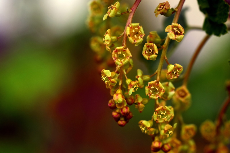 Flowers, focus on foreground, Ribes, flower head, fragility, branch, beauty in nature, food, freshness, close-up, vulnerability, tranquility, gooseberry greenhouse