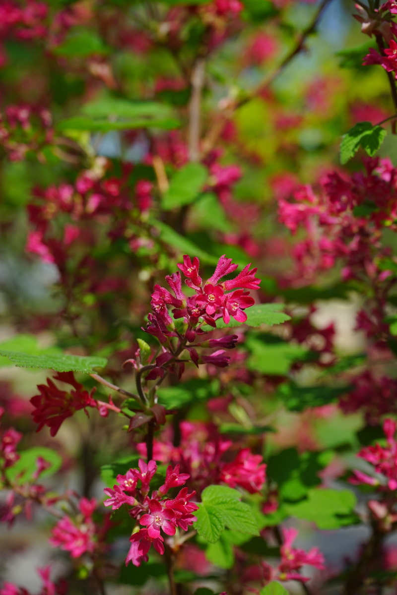 fragility, red, flower head, park, selective focus, focus on foreground, Bloom, petal, ornamental shrub, plant, blood currant, currants, lilac, pink color