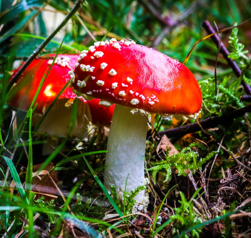 land, growth, poisonous, 1080P, wild, dublin, fragility, red, food and drink, fly agaric mushroom, field, close-up, beauty in nature, redcap mushroom