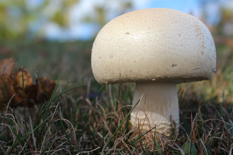 poisonous, focus on foreground, agaricus, freshness, agaric, beauty in nature, toadstool, food and drink, vegetable, nature, land, field, no people, close-up