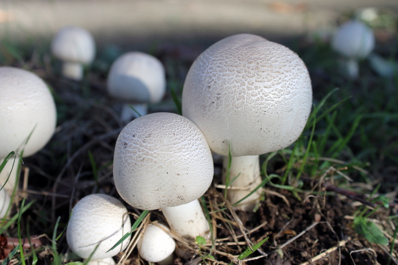 close-up, agaricus, fragility, forest, food and drink, food, white color, no people, white, vegetable, focus on foreground, day, 4K, autumn, poisonous