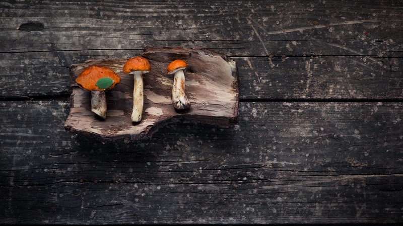 mushrooms, food, dark, soil, 5K, old, red, fungi, log, mushroom, retro Styled, agaricu, cooking, backgrounds, organic, yellow, dirt, wood, dirty, closeup