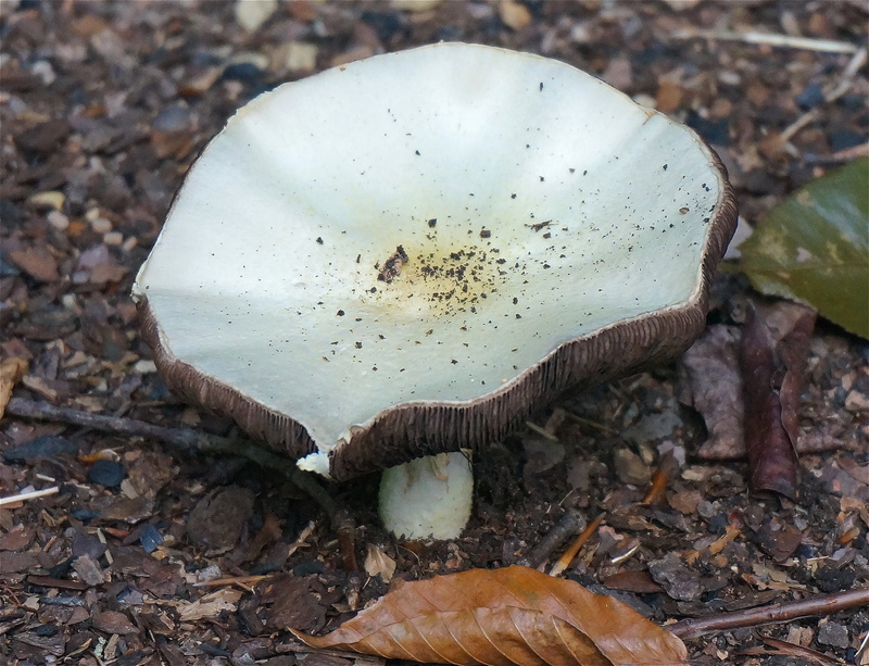 day, summer, 2K, toadstool, solid, natural, plant part, forest, stone - object, focus on foreground, mushroom, white, land, growth, agaricus, tree, nature