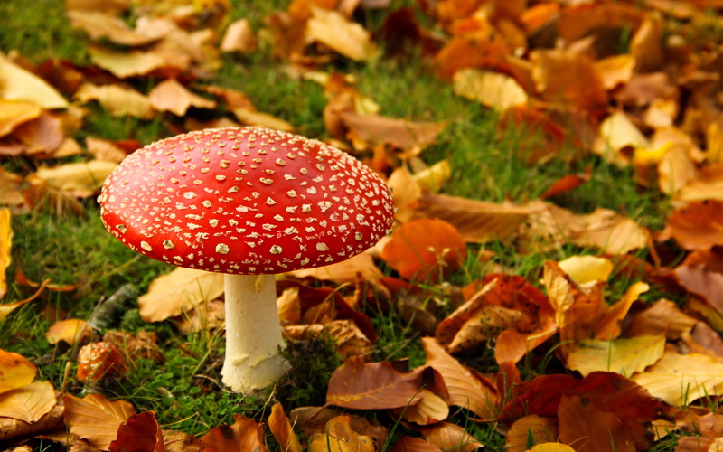 orange Color, uncultivated, leaf, cap, plant, 1080P, beauty In Nature, multi Colored, color Image, land, focus on foreground, red, brown, poisonous, nature