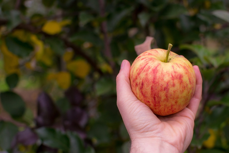 orchard, farming, hand, fall, focus on foreground, apple - fruit, human body part, fruit, autumn, plant, close-up, red, one person, finger, person, crop