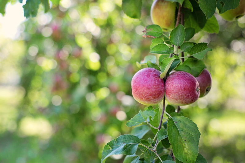 freshness, plant part, fruits, close-up, fruit tree, macro, green, gardening, red, natural, apples in tree, day, autumn, focus on foreground, nature, tree