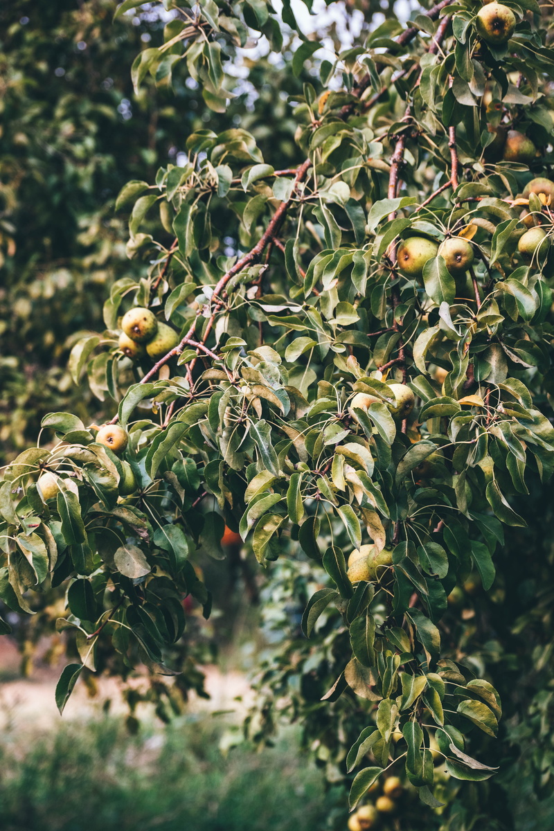green color, focus, daytime, apple, food and drink, photography, branch, orchard, growth, plant, wellbeing, close-up, focus on foreground, round, healthy eating