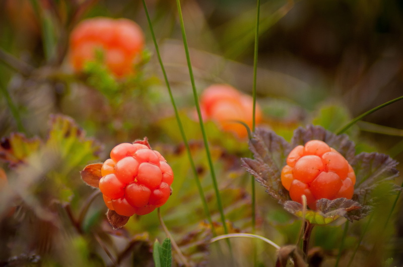 nature, day, berries, matures, finnish, red, ripe, cloudberry, jack, cloudberry bush produces, ripe berries, berry clusters, orange, land, fruit, beauty in nature