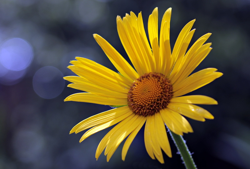 daisy, 4K, petal, beauty in nature, freshness, outdoors, pollen, vulnerability, blossom, yellow, plant, flowering plant, spring, botany, photography, close-up