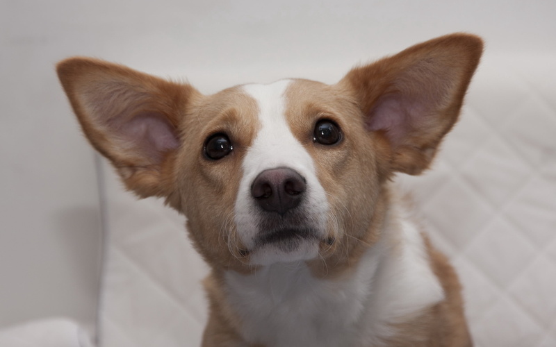 animal Head, studio Shot, tan, muzzle, corgi, animal body part, animals And Pets, pembroke, mammal, sitting, domestic Animals, portrait, purebred Dog, eyes