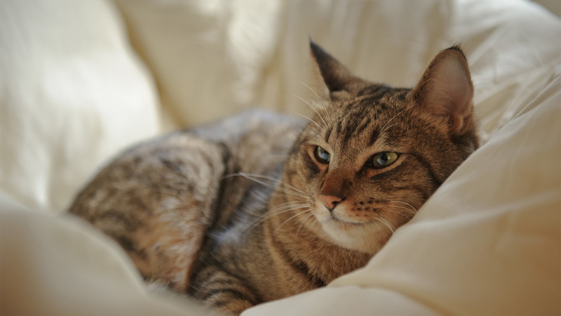 domestic animals, furniture, domestic, pets, close-up, tabby, sofa, bed, cat, pet, mammal, vertebrate, animal head, portrait, photograph, whisker, indoors