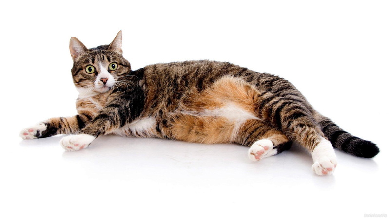 animal, sweet, feline, pets, animals, kitten, 1080P, reliance