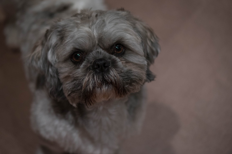 pets, lap dog, domestic animals, animal themes, cute, animal eye, close-up, adorable, mammal, animal, looking at camera, no people, small, indoors, animal head