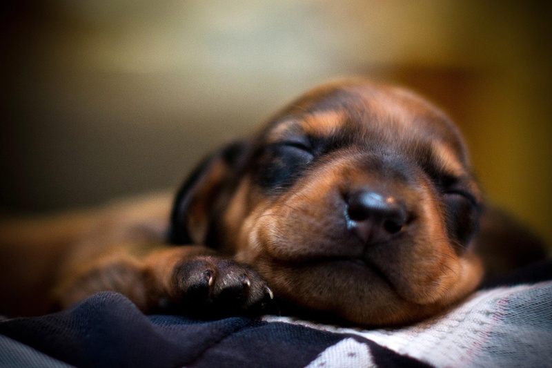 cute, puppy, breath, love, adorable, animal, little, sweet, 1080P, animals, baby