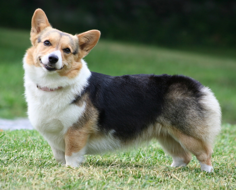 mammal, nature, full length, land, 1080P, one animal, pets, domestic, canine, pembroke welsh corgi, animal, domestic animals, dog, focus on foreground