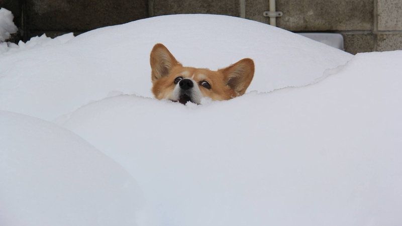 animal themes, canine, small, animal head, mammal, chihuahua - dog, portrait, no people, winter, snow hd widescreen, one animal, relaxation, dog, snow