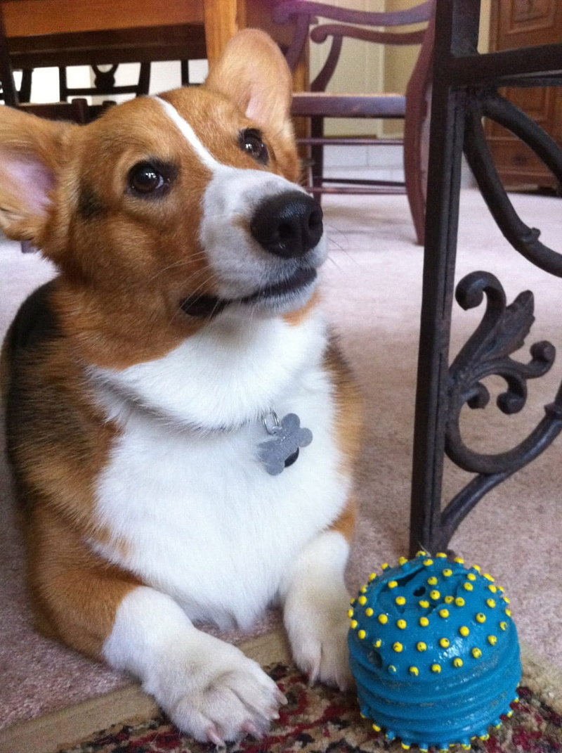 seat, furry, chair, vertebrate, purebred, corgi, looking away, pembroke, welsh, domestic, animal themes, breed, playing, no people, animal head, 720P