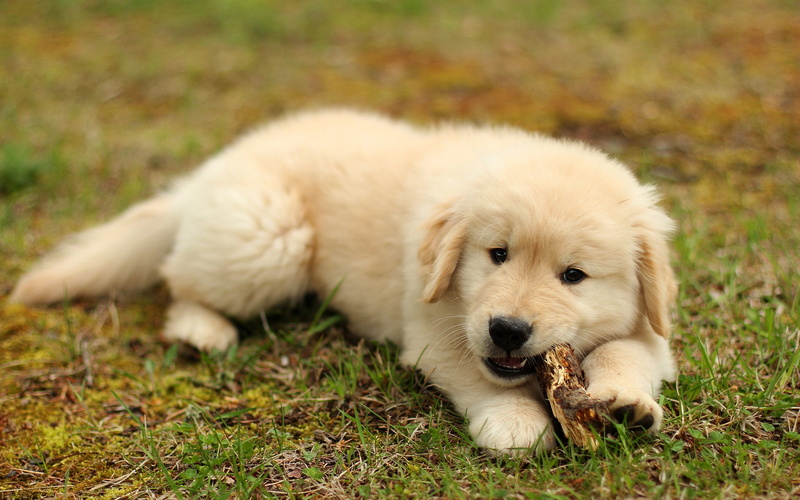Golden Retriever, Pet, Puppy, Dog, 2K, Dogs, Baby Animal