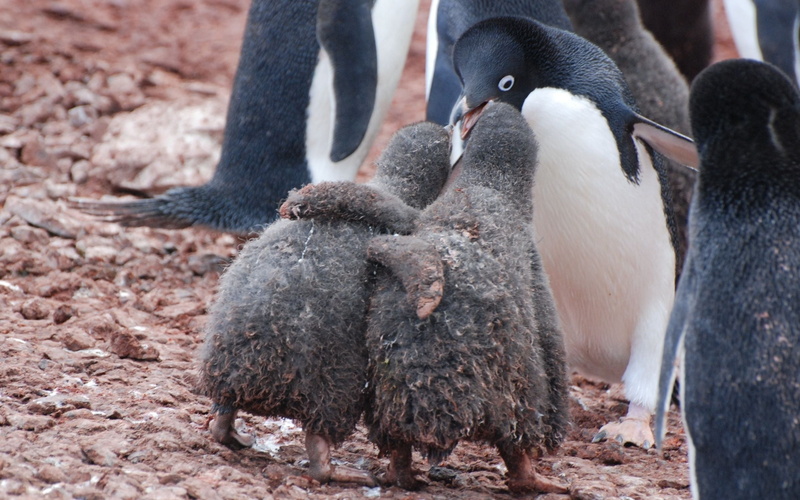 large group of animals, land, 2K, two, animal wildlife, antarctica, mother, animal themes, wildlife, caring, animals In The Wild, hugs, black Color, family