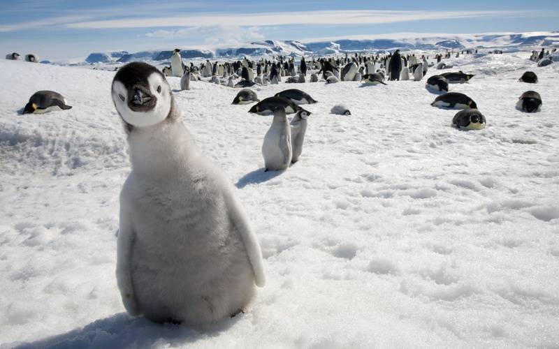 mammal, many, white, sea, cold temperature, winter, nature, south Pole, waddling, penguins, land, penguin, ice, cute, gentoo Penguin, animals In The Wild