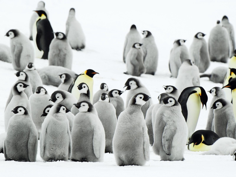 flock of birds, snow, wildlife, south Pole, herd, penguin, cute, 720P, bird, animal family, animals In The Wild, no people, vertebrate, waddling, nature