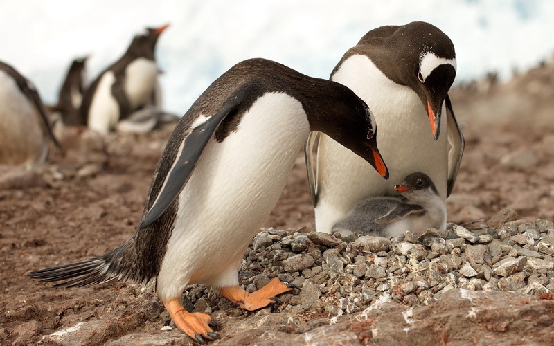 gentoo Penguin, color, vertebrate, surface, sea, waddling, black Color, focus on foreground, antarctica, colony, black, standing, feather, penguin, family