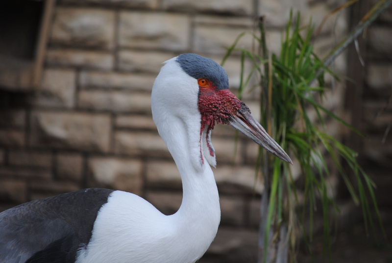 orange, animal themes, feathers, one animal, nature, 4K, bird, gray, white, wing, animal wildlife, migrate, animals in the wild, zoology, grey, animal body part