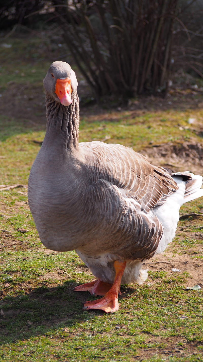 field, nature, migratory bird, animal wildlife, no people, 4K, grass, farm, waddle, duck bird, goose, animals in the wild, animal themes, greylag goose
