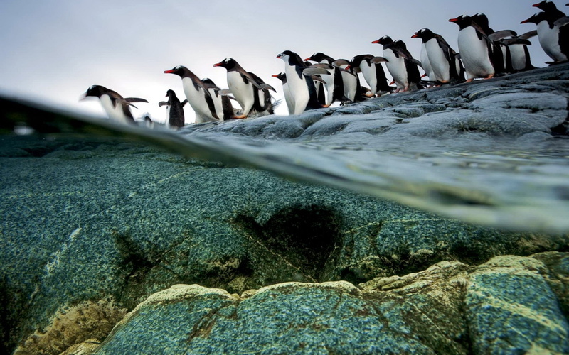 crowd, day, flightless Bird, water, large group of animals, solid, rock - object, wildlife, marine, south Pole, antarctica, outdoors, bird, standing, rock