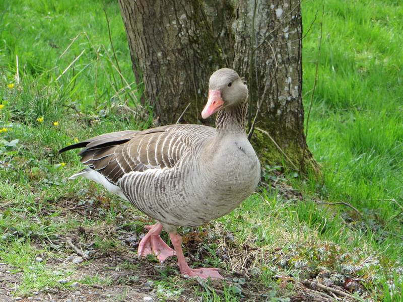 bird, nature, plant, day, 4K, goose, tree trunk, animal themes, greylag goose, feather, field, land, tree, animal, vertebrate, poultry, waddle, outdoors