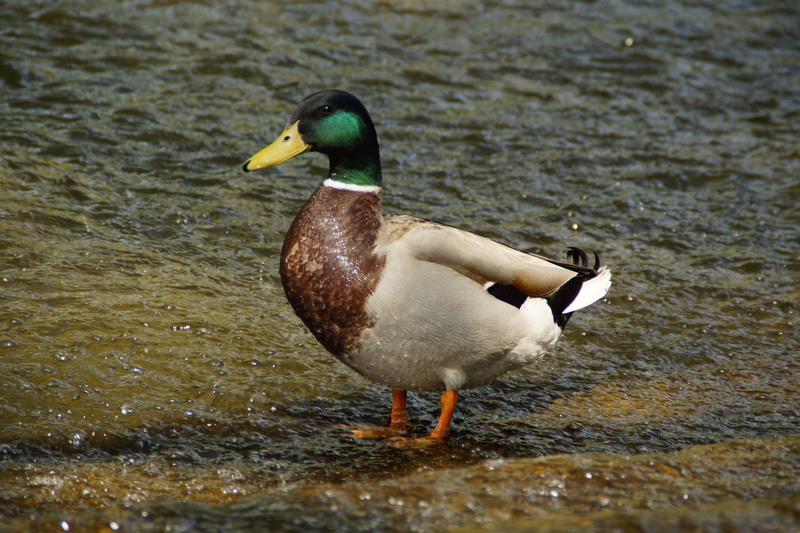 animals in the wild, water, nature, animal themes, lake, males, Mallard, pond, vertebrate, beak, Animal, mallard duck, male animal, Bird, one animal, 5K