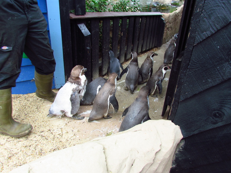 Walk, wildlife, Bird, adults only, low section, group of animals, flock of birds, Waddle, people, eating, wood - material, Penguin, animal, Penguins, day