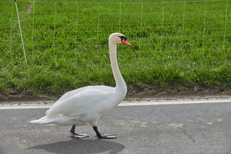 animal neck, plant, side view, white swan, walking, grass, swan, day, outdoors, full length, bill, noble, waddle, waters, animal wildlife, animal, vertebrate