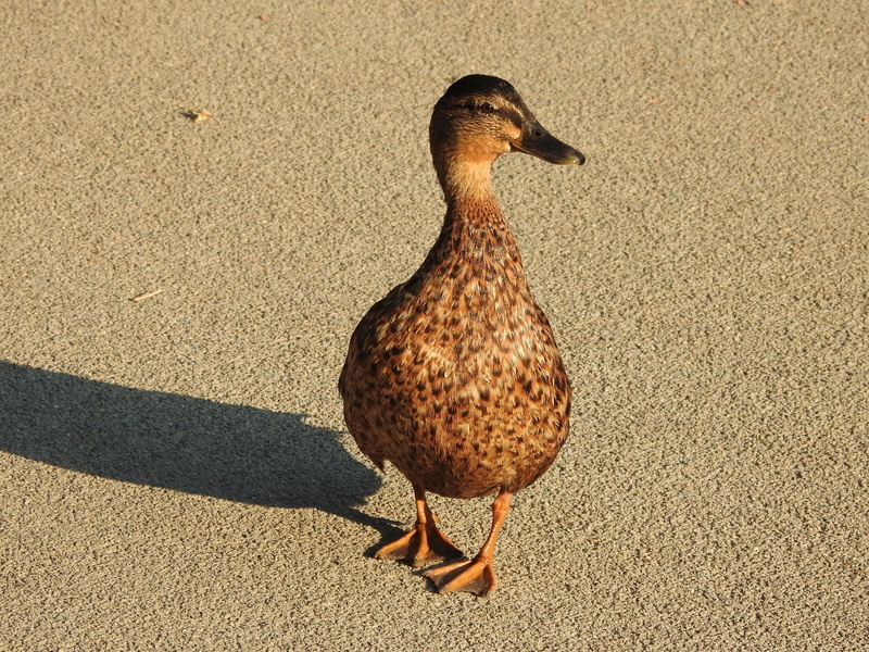 animal themes, duck, animals in the wild, sunny, poultry, animal world, day, road, animal, 4K, feather, duck bird, no people, shadow, one animal, full length