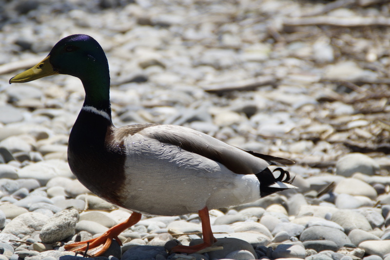 males, rock, animals in the wild, animal world, day, water bird, animal wildlife, waddle, gravel, male, beach, stone - object, aquatic animal, animal, solid