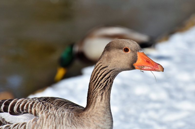 animal body part, bird, photo, migratory bird, beak, waddle, animal, poultry, wild goose, profile view, animal themes, geese head, one animal, day, no people