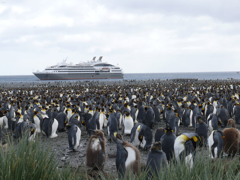 nature, bird, vertebrate, flock of birds, King Penguin, beach, outdoors, large group of animals, 2K, penguins, Antarctica, animals in the wild, transportation