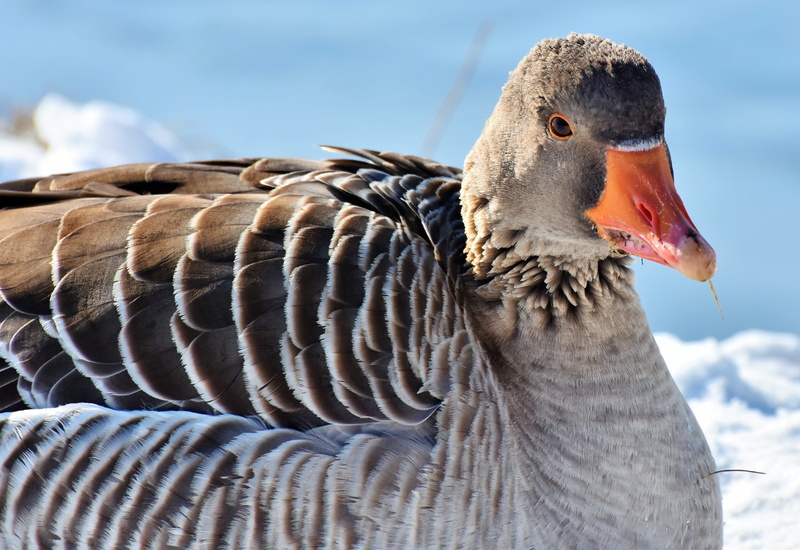 side view, migratory bird, vertebrate, winter, animals in the wild, bill, gander, cold, animal body part, nature, animal themes, beak, wild goose, geese head