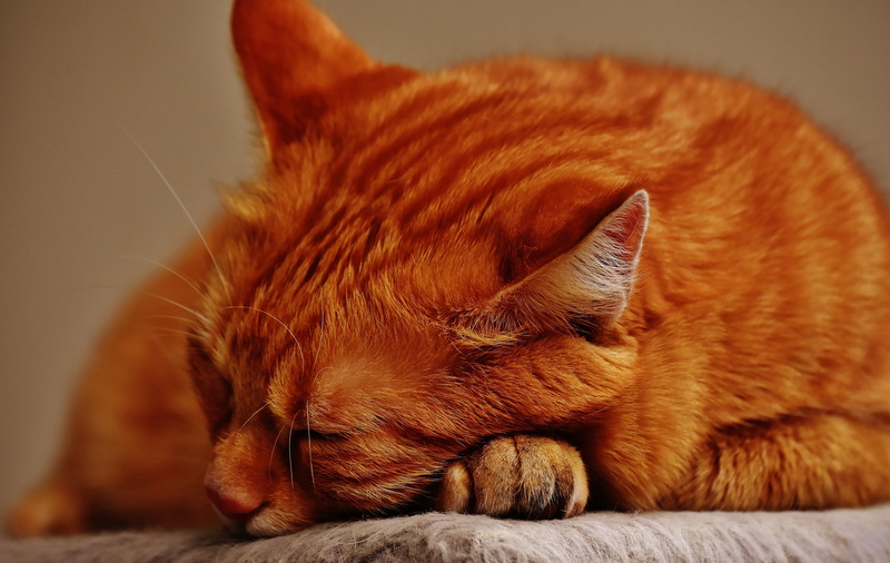 lying down, whisker, close-up, domestic animals, relaxation, animal, no people, one animal, animal themes, 5K, tabby, cuddly, cats eyes, kitten, napping