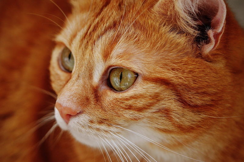whisker, animal head, 5K, young cat, cuddly, cat, cat face, domestic animals, animal, photography, animal world, playful, pet, vertebrate, close-up, sweet
