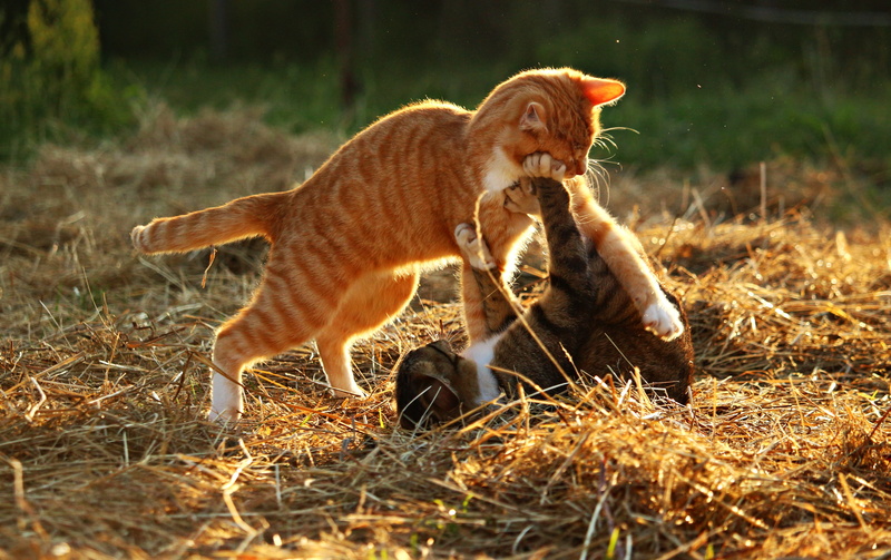 plant, animals And Pets, wildlife, animal, Tiger Cat, animal themes, land, nature, two animals, one animal, day, beige, group of animals, cats, undomesticated Cat
