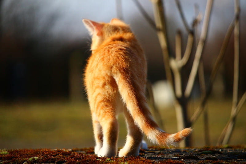 domestic, 5K, animal wildlife, full length, mammal, feline, mackerel, animal hair, domestic animals, cat baby, animals in the wild, day, nature, pets