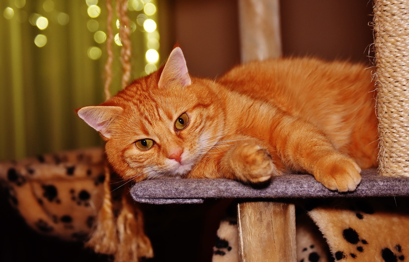 focus on foreground, animal themes, fur, young cat, lying down, domestic animals, sweet, vertebrate, cats eyes, mammal, red, seat, ginger cat, domestic cat