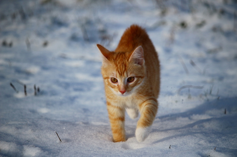 portrait, frost, walking, brown, cold temperature, looking at camera, red mackerel tabby, whisker, young cat, winter, domestic animals, mammal, animal