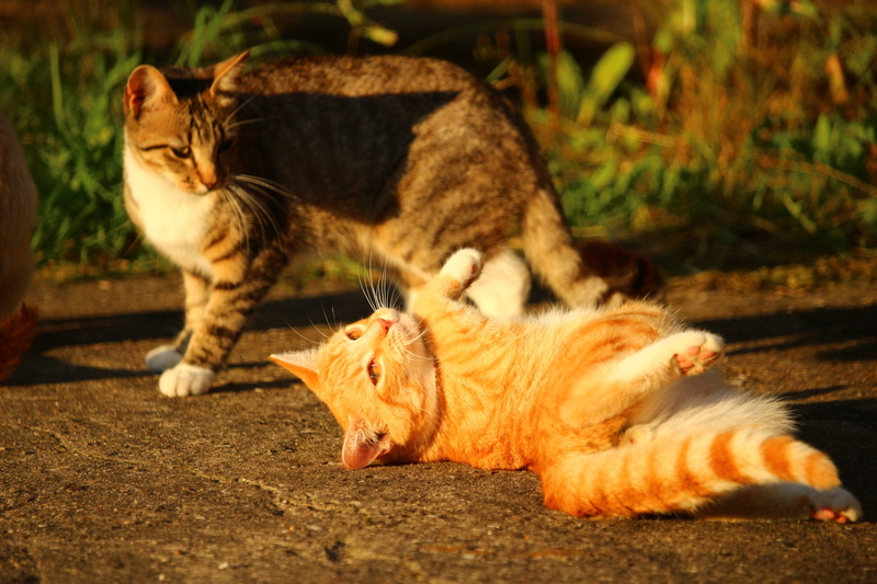 sunlight, animal, red cat, domestic, two animals, mammal, whisker, feline, ginger cat, pets, tiger cat, domestic cat, domestic animals, one animal, Cat